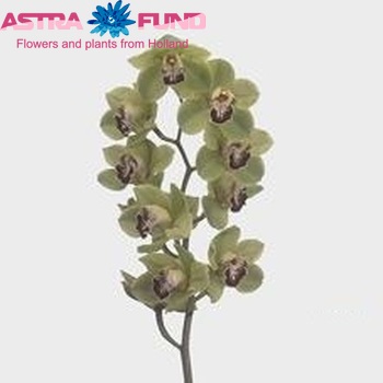Cymbidium grootbloemig per tak 'Gert' fotografie
