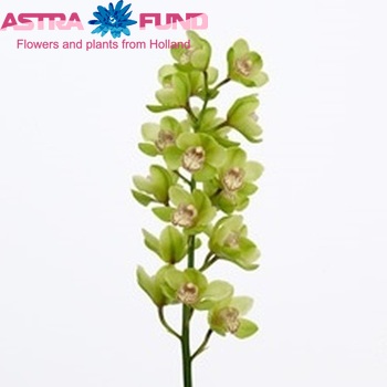 Cymbidium grootbloemig per tak Gladys '...' fotografie