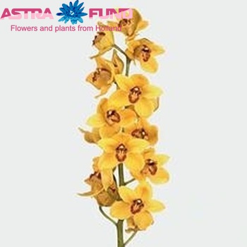 Cymbidium grootbloemig per tak Golden Boy 'Nevada' fotografie