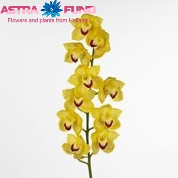 Cymbidium grootbloemig per tak Golden Weather 'Glitter' fotografie