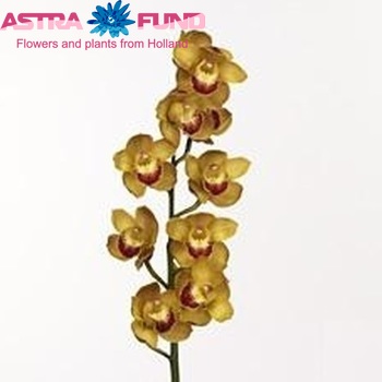 Cymbidium grootbloemig per tak 'Goldie' fotografie