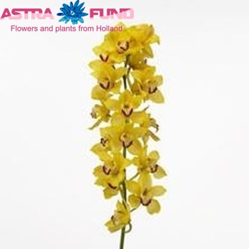 Cymbidium grootbloemig per tak Goldrun '...' fotografie