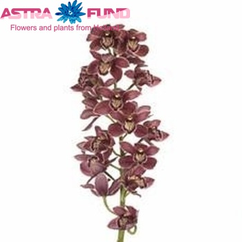 Cymbidium grootbloemig per tak 'Grand Canyon' fotografie