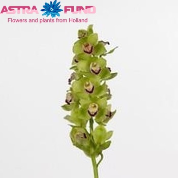 Cymbidium grootbloemig per tak Green Dragon '...' fotografie
