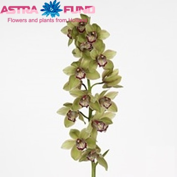 Cymbidium grootbloemig per tak 'Green Fantasy' fotografie