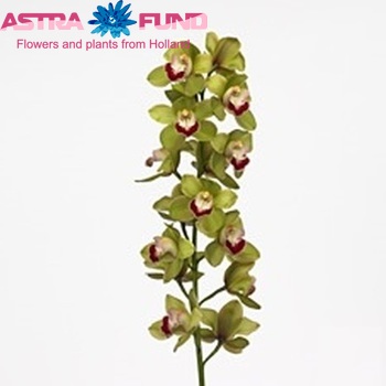 Cymbidium grootbloemig per tak 'Green Jade' fotografie