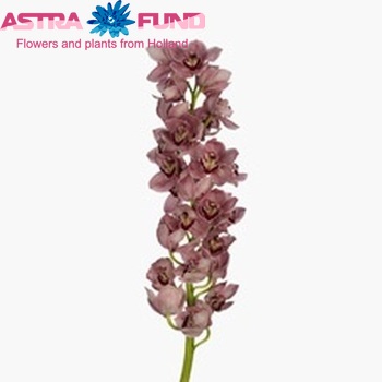 Cymbidium grootbloemig per tak Green Surprise '...' fotografie