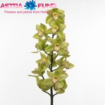 Cymbidium grootbloemig per tak Green Valley fotografie
