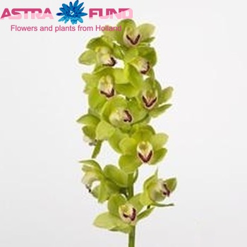 Cymbidium grootbloemig per tak Gymer 'Amstelveen' fotografie