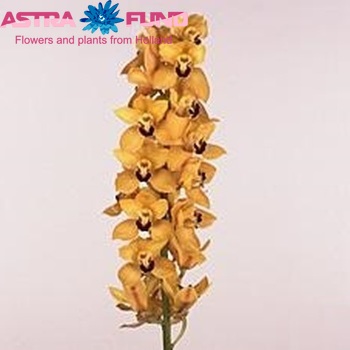 Cymbidium grootbloemig per tak Gymer 'Cooksbridge' fotografie