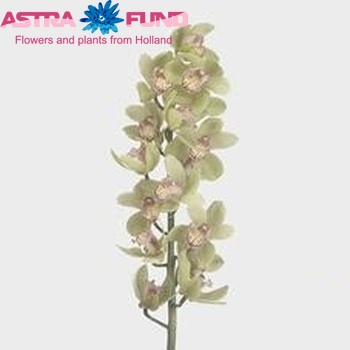 Cymbidium grootbloemig per tak 'Hans' fotografie