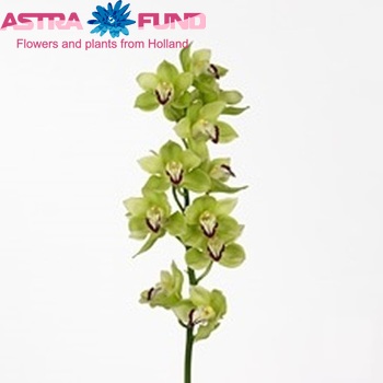 Cymbidium grootbloemig per tak Highland Giant 'Cooksbridge' fotografie