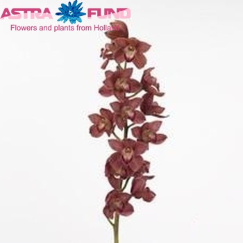 Cymbidium grootbloemig per tak Highland Lassie 'Jersey' fotografie