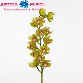 Cymbidium grootbloemig per tak Honey Green 'Jeane' fotografie