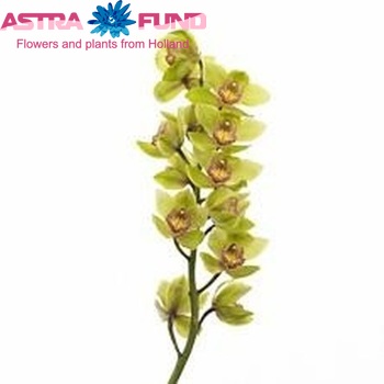 Cymbidium grootbloemig per tak Honey Green 'Melissa' fotografie
