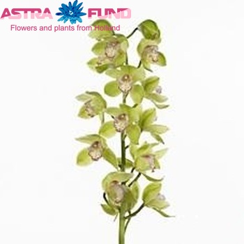 Cymbidium grootbloemig per tak Hotstuff 'Ginger' fotografie