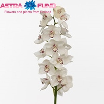 Cymbidium grootbloemig per tak Hotstuff 'Marianne' fotografie