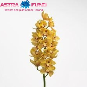 Cymbidium grootbloemig per tak Hunter's Point 'Sunset' fotografie