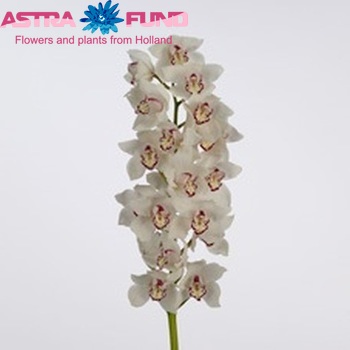 Cymbidium grootbloemig per tak 'Ice Bear' fotografie