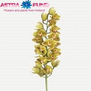 Cymbidium grootbloemig per tak Indian Bazar '...' fotografie