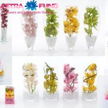 Cymbidium grootbloemig per tak in glas fotografie