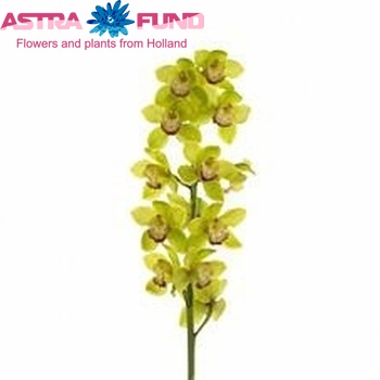 Cymbidium grootbloemig per tak 'Inge' fotografie