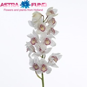Cymbidium grootbloemig per tak 'Jamaroja' fotografie
