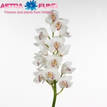 Cymbidium grootbloemig per tak 'Jari' fotografie