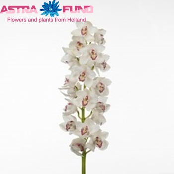 Cymbidium grootbloemig per tak Joan's Charisma 'Vanity' fotografie