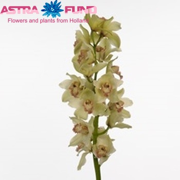 Cymbidium grootbloemig per tak 'Jose' fotografie