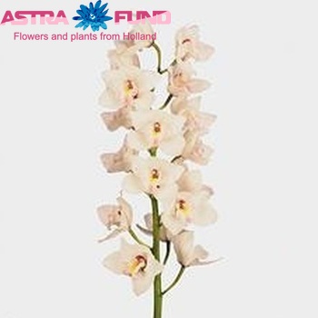Cymbidium grootbloemig per tak Ju 'Dos Pueblos' fotografie