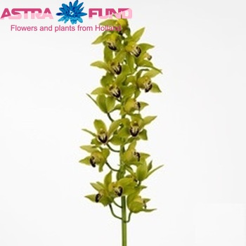 Cymbidium grootbloemig per tak 'Jungle Fever' fotografie