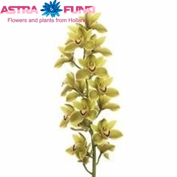 Cymbidium grootbloemig per tak 'Jungle Trail' fotografie