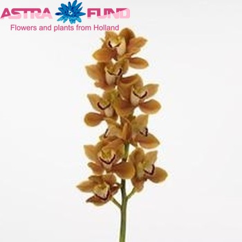 Cymbidium grootbloemig per tak Jurassic Amber 'Rex' fotografie