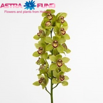 Cymbidium grootbloemig per tak 'Kermit' fotografie