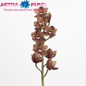 Cymbidium grootbloemig per tak Khan Flame 'Mocca' fotografie