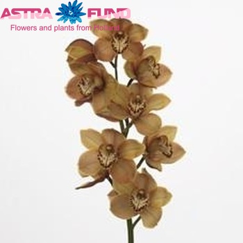 Cymbidium grootbloemig per tak Kiwi Prelude 'Bronze Tiger' fotografie