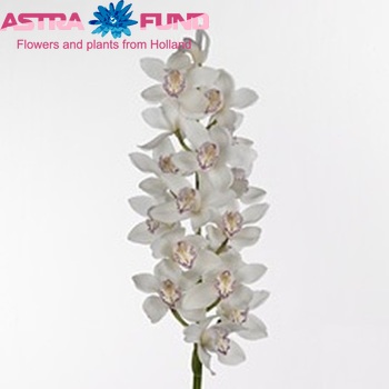 Cymbidium grootbloemig per tak 'Kiwi Supreme' fotografie