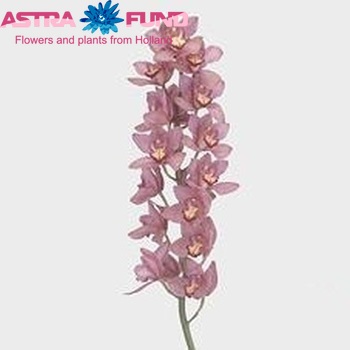 Cymbidium grootbloemig per tak 'Krista' fotografie