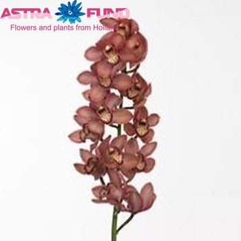 Cymbidium grootbloemig per tak 'La Vie Anna' fotografie
