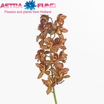 Cymbidium grootbloemig per tak 'La Vie Carina' photo