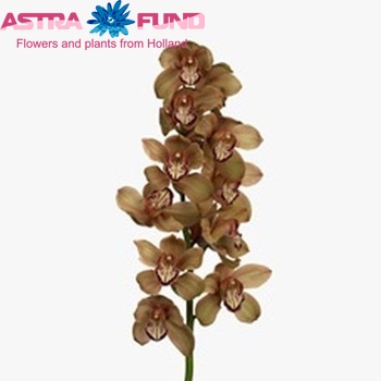 Cymbidium grootbloemig per tak 'La Vie Christa' photo