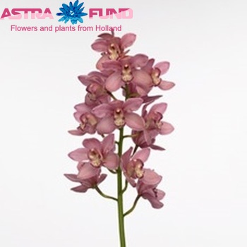 Cymbidium grootbloemig per tak 'La Vie Roza' photo