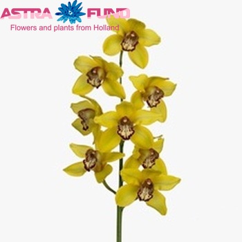 Cymbidium grootbloemig per tak 'La Vie Stella' photo