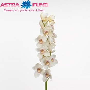 Cymbidium grootbloemig per tak 'Lida' photo