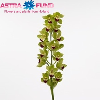 Cymbidium grootbloemig per tak 'Lisa' photo