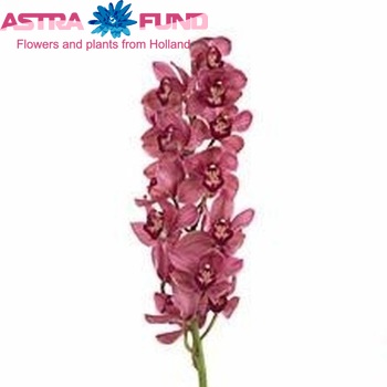 Cymbidium grootbloemig per tak Loes Tetra photo