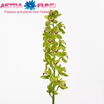 Cymbidium grootbloemig per tak 'Lolita' photo