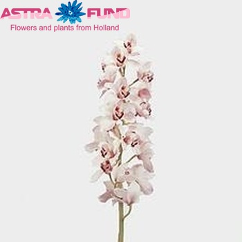 Cymbidium grootbloemig per tak 'Long John' photo