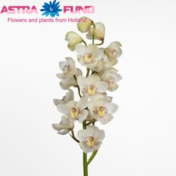 Cymbidium grootbloemig per tak Lovely Angel 'Monique' photo